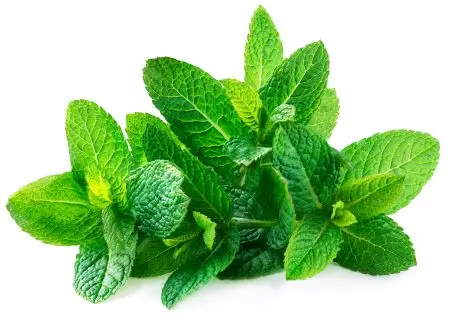 Menthe