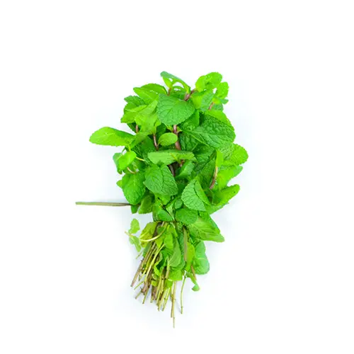 Menthe