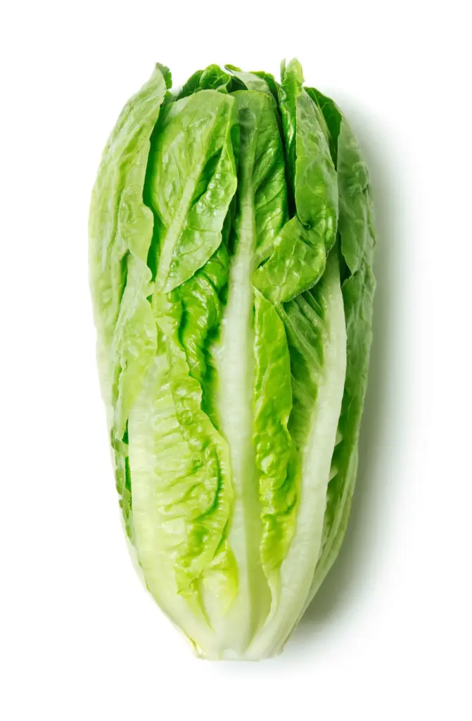 Salade Romaine