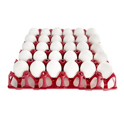 Oeuf blanc frais, 30 pièces 